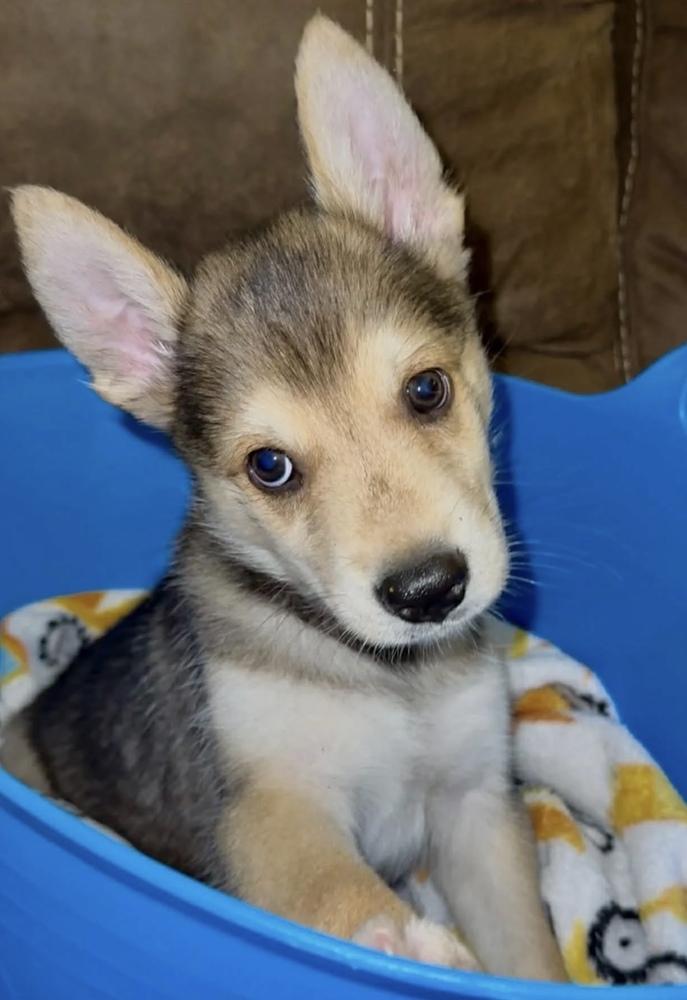 Wolfie, Adoptable, Puppy Male Shepherd.