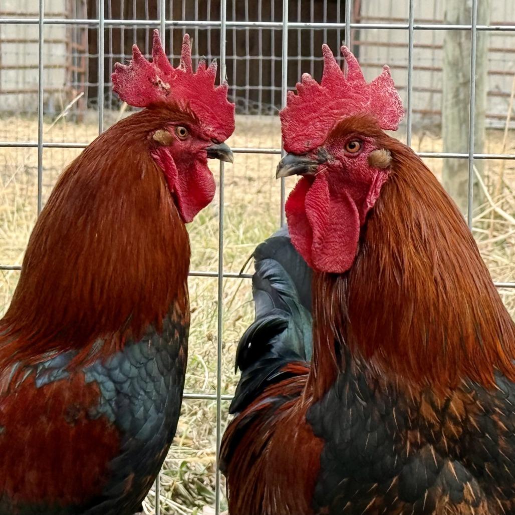 Enlarge Cluck Norris, a Adoptable Chicken in Marshall, VA image 1/6