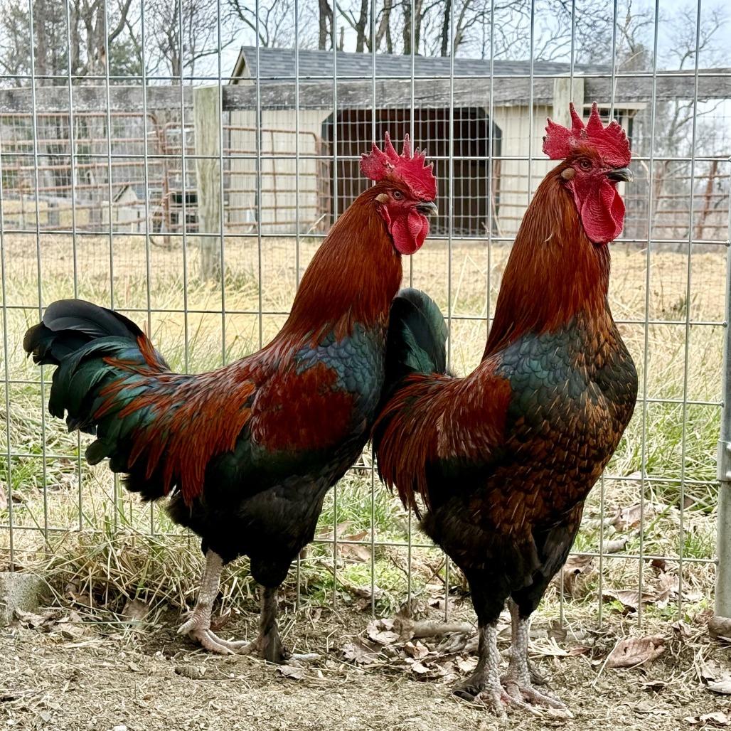 Enlarge Cluck Norris, a Adoptable Chicken in Marshall, VA image 2/6