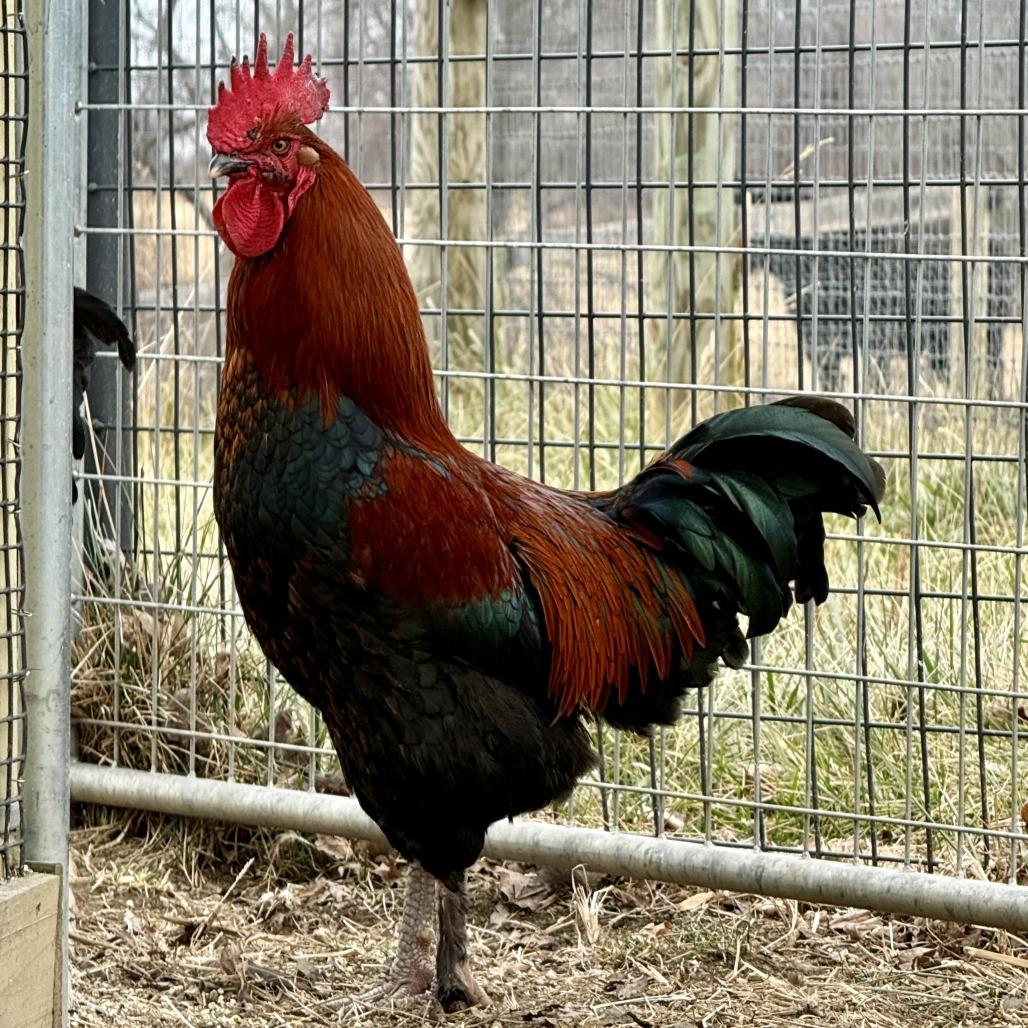 Enlarge Cluck Norris, a Adoptable Chicken in Marshall, VA image 4/6