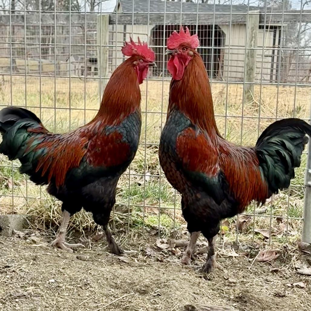 Enlarge Cluck Norris, a Adoptable Chicken in Marshall, VA image 5/6