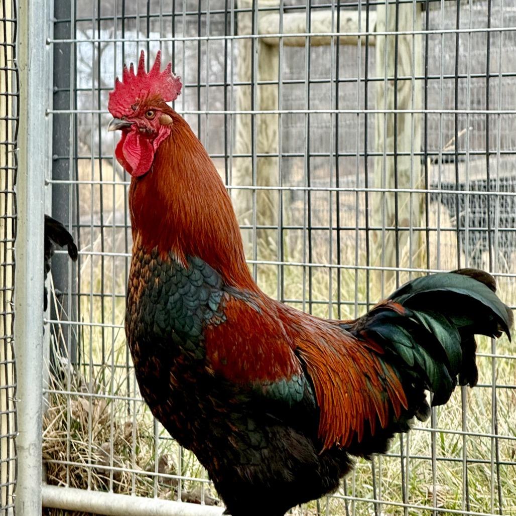 Enlarge Cluck Norris, a Adoptable Chicken in Marshall, VA image 6/6
