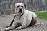 Emmy, a ADOPTABLE Australian Cattle Dog / Blue Heeler in Lewiston, ID image 2/3