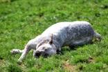 Emmy, a ADOPTABLE Australian Cattle Dog / Blue Heeler in Lewiston, ID image 3/3