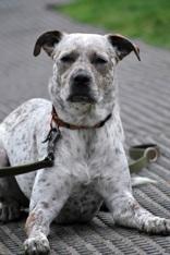 Emmy, ADOPTABLE, Adult Female Australian Cattle Dog / Blue Heeler.