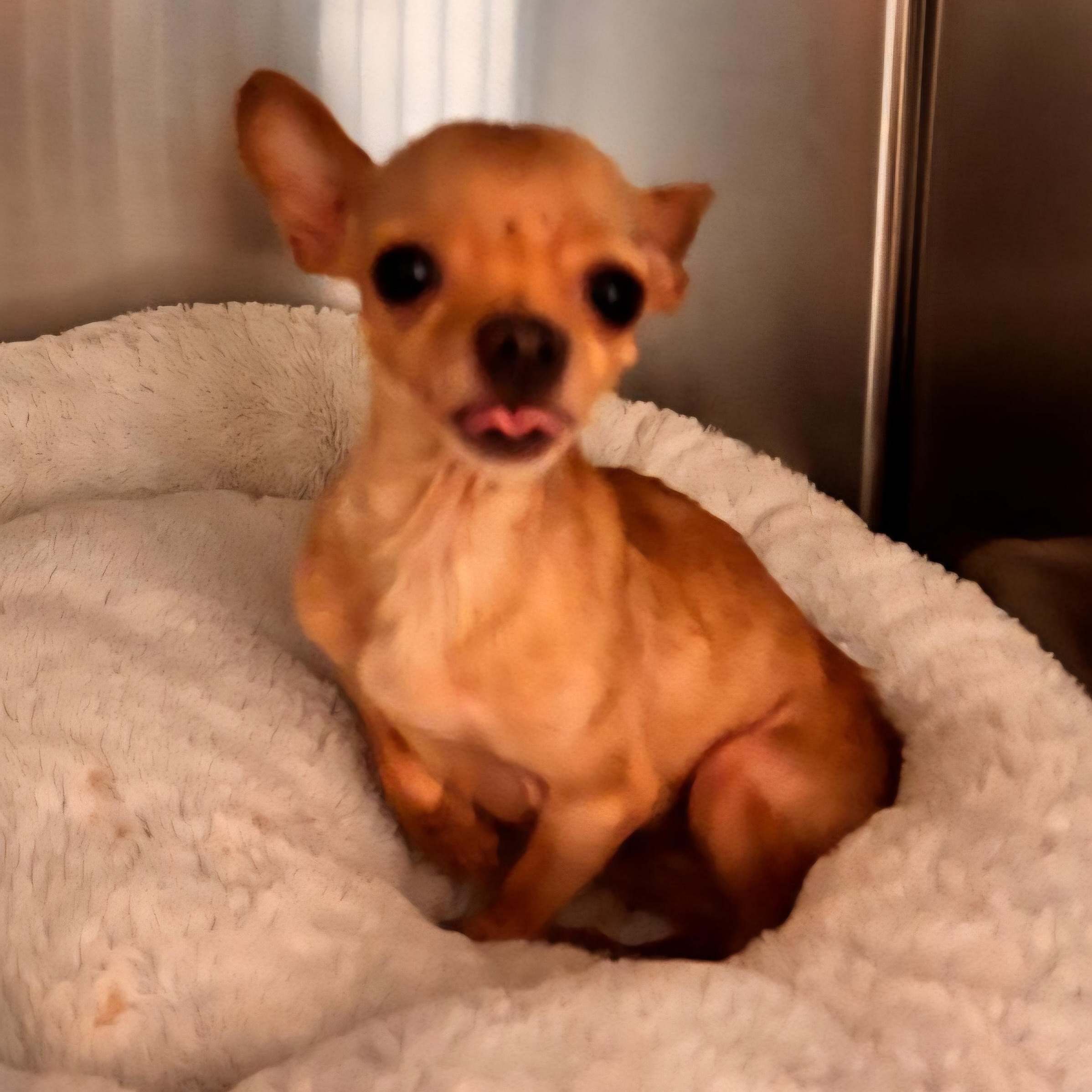 Apple, adoptable, Adult Female Chihuahua & Mixed Breed.