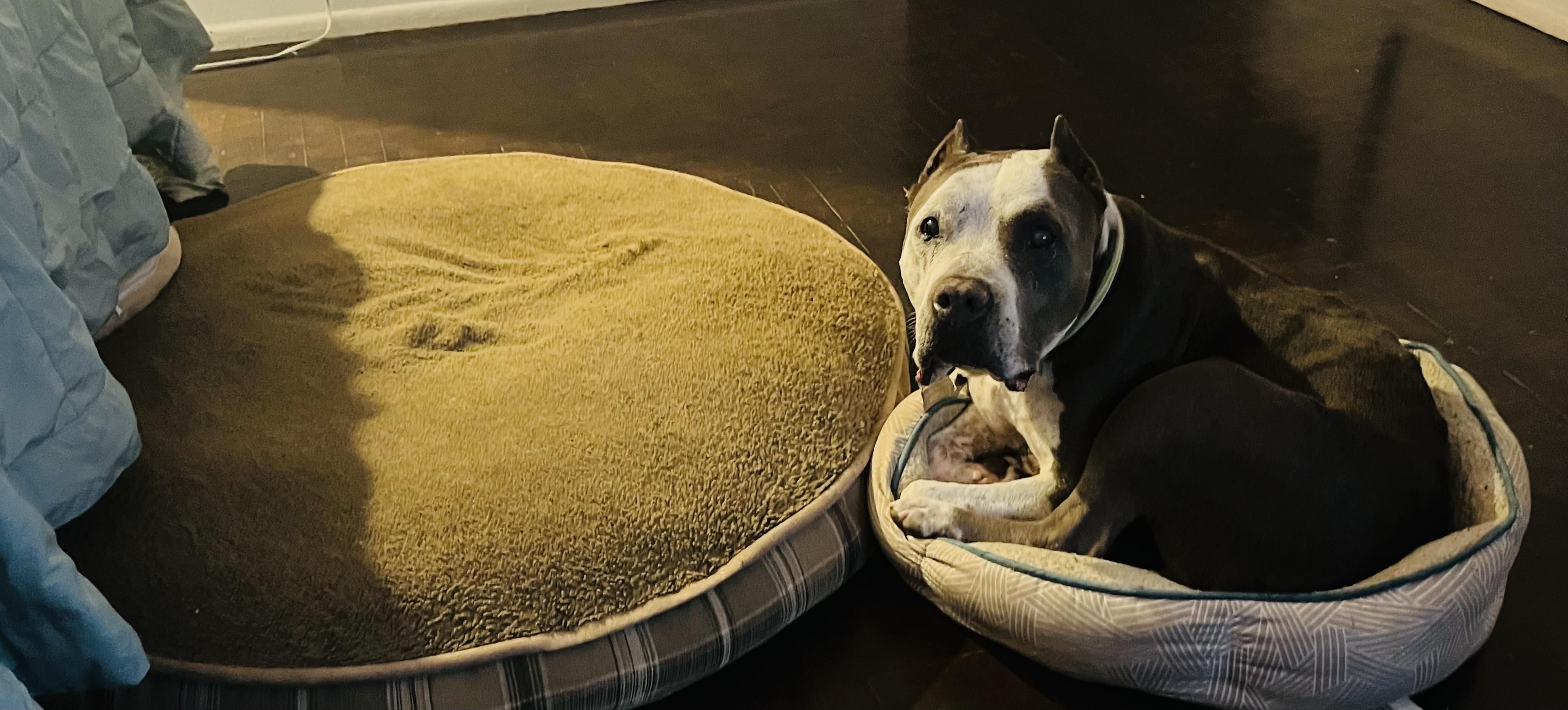 Rocco, a Adoptable Pit Bull Terrier in San Diego, CA image 3/6