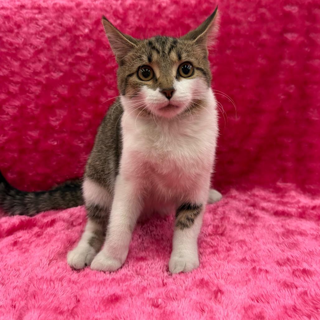 Enlarge Rem, a Adoptable Domestic Short Hair in Raleigh, NC image 1/4