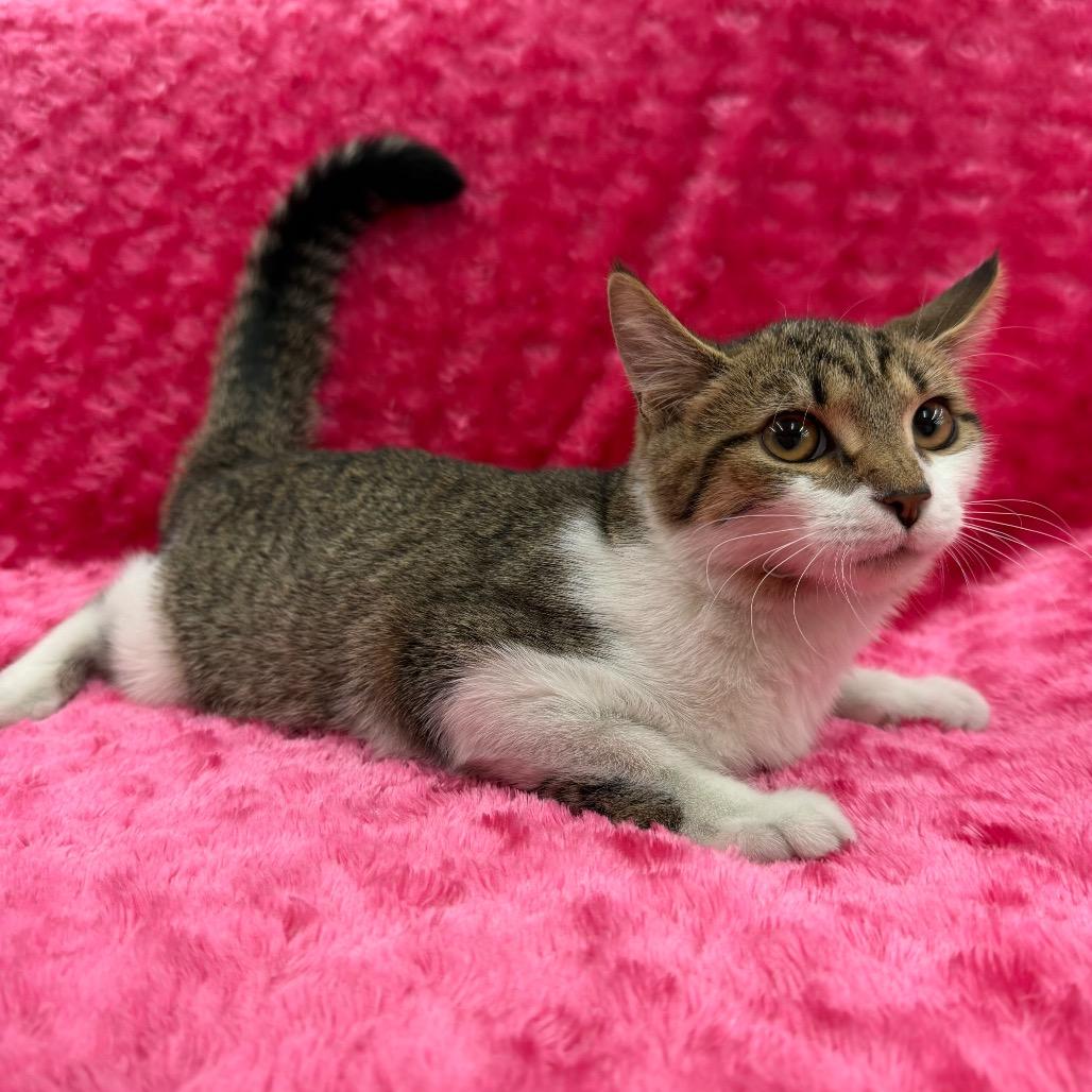 Enlarge Rem, a Adoptable Domestic Short Hair in Raleigh, NC image 2/4