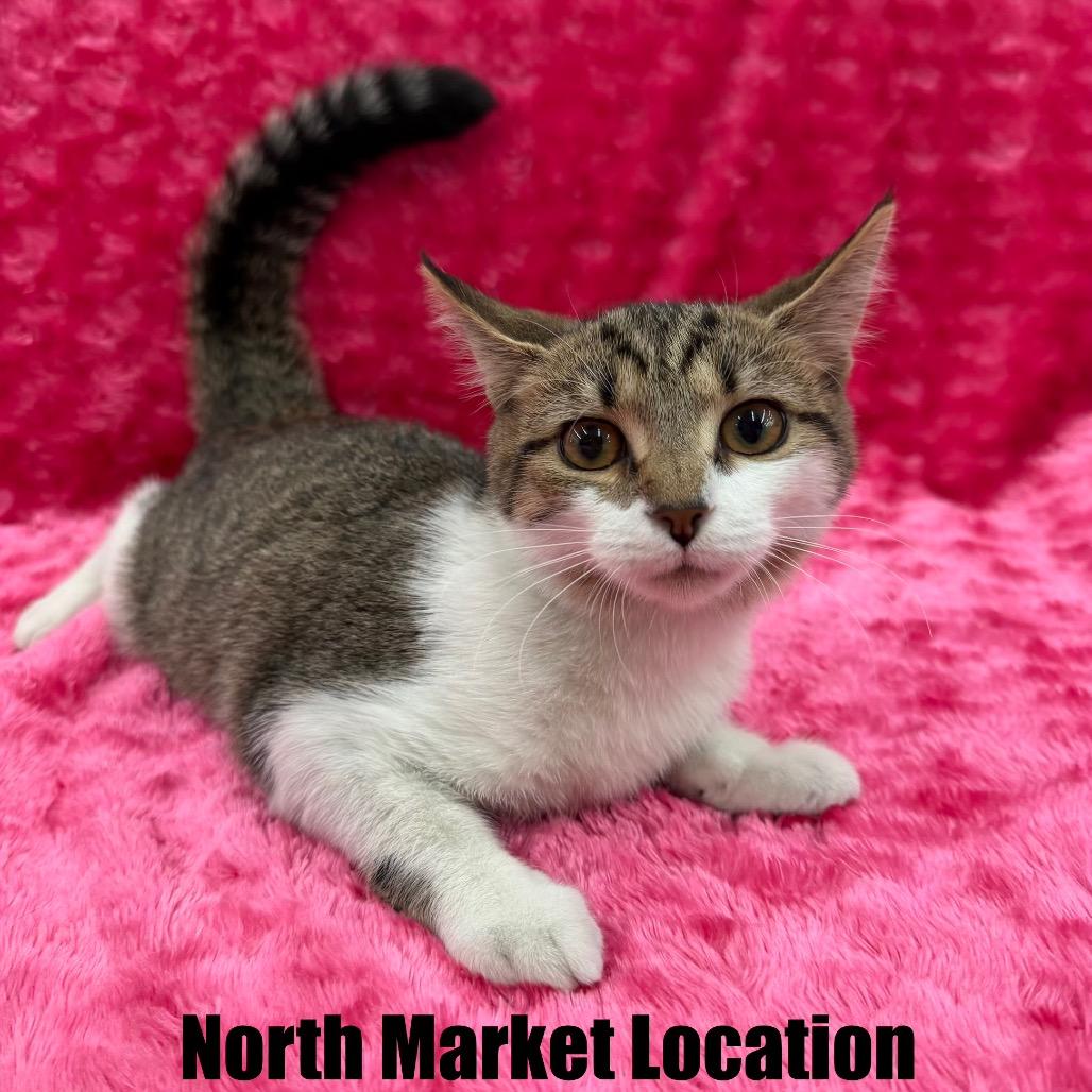 Enlarge Rem, a Adoptable Domestic Short Hair in Raleigh, NC image 3/4
