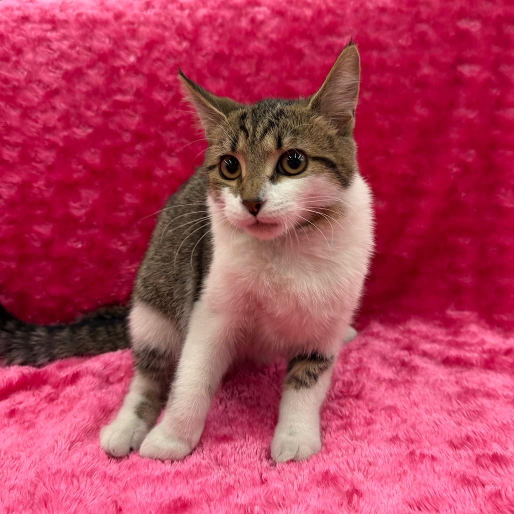 Enlarge Rem, a Adoptable Domestic Short Hair in Raleigh, NC image 4/4