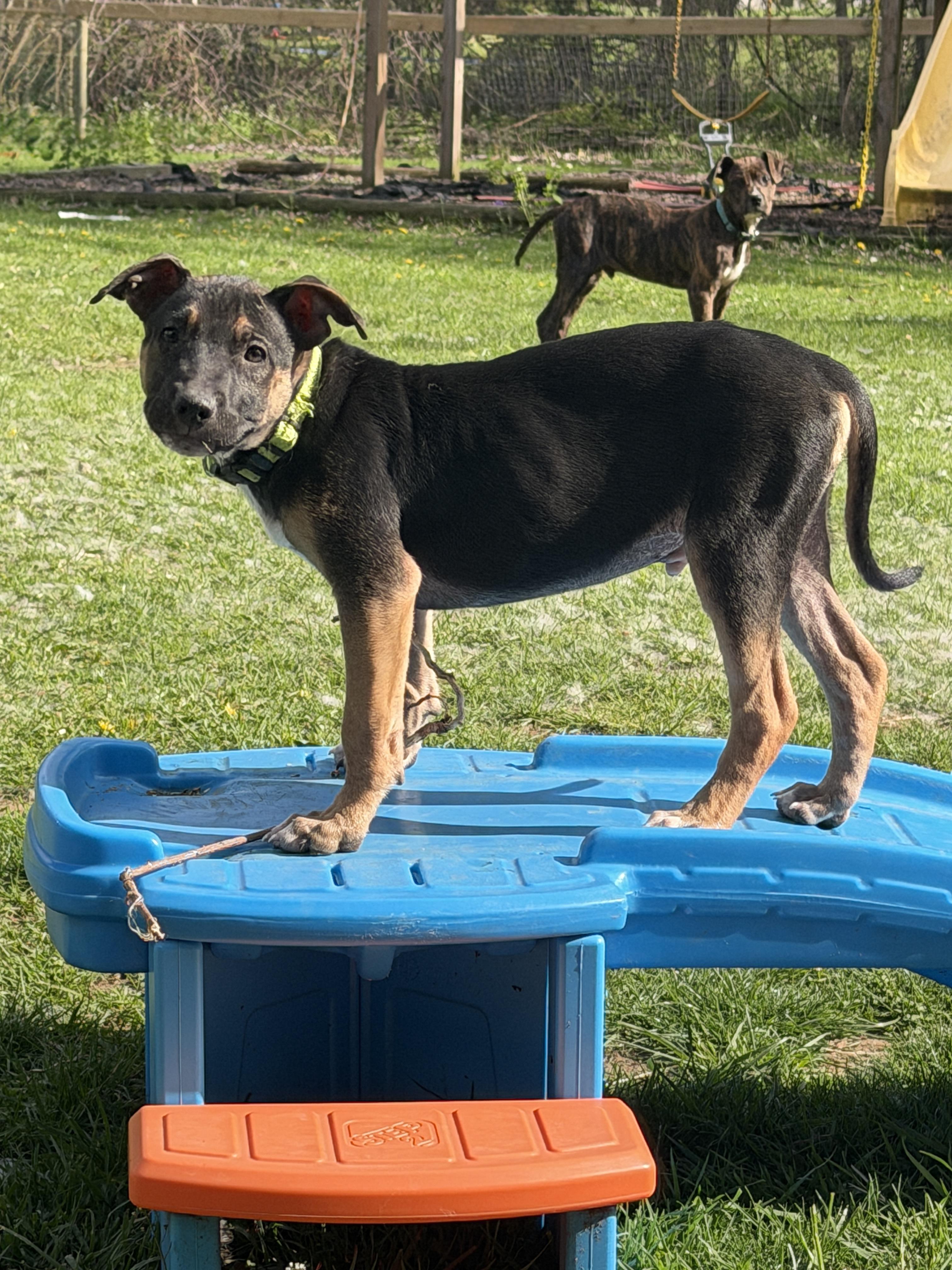 Enlarge Link, a ADOPTABLE mixed breed in Davisburg, MI image 1/5