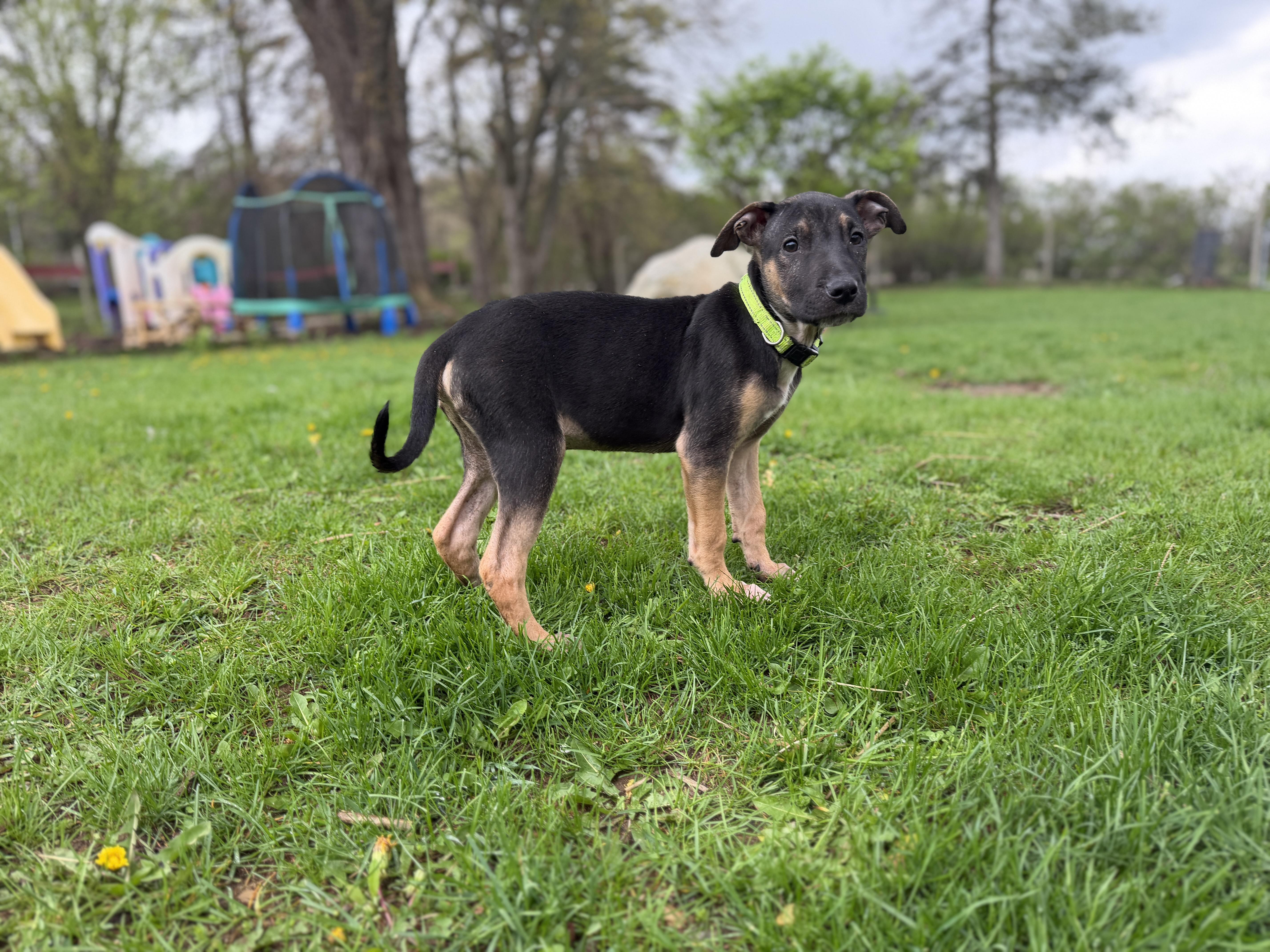 Enlarge Link, a ADOPTABLE mixed breed in Davisburg, MI image 5/5