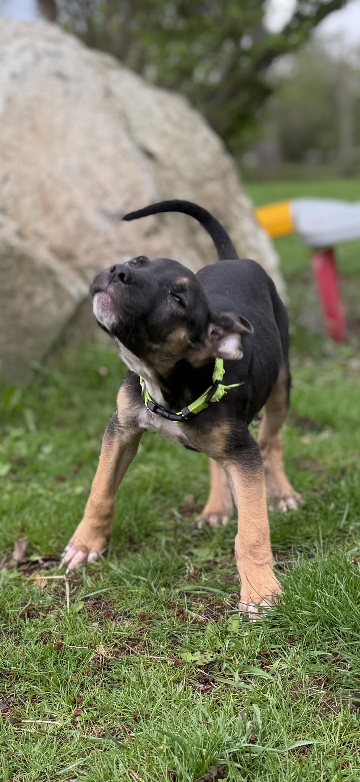 Enlarge Link, a ADOPTABLE mixed breed in Davisburg, MI image 2/5