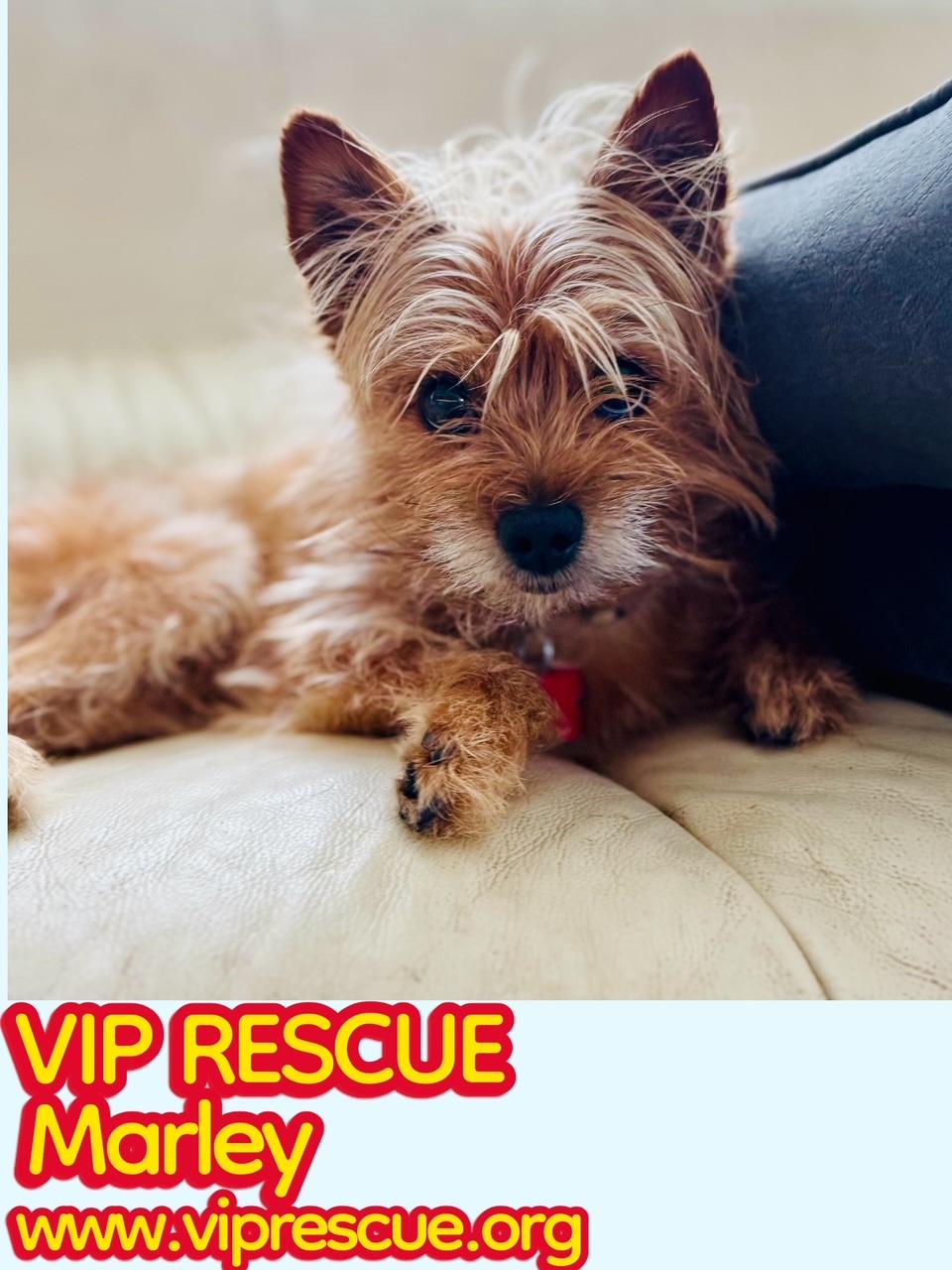 Enlarge Marley / Holiday, a ADOPTABLE mixed breed in Redington Beach, FL image 4/4