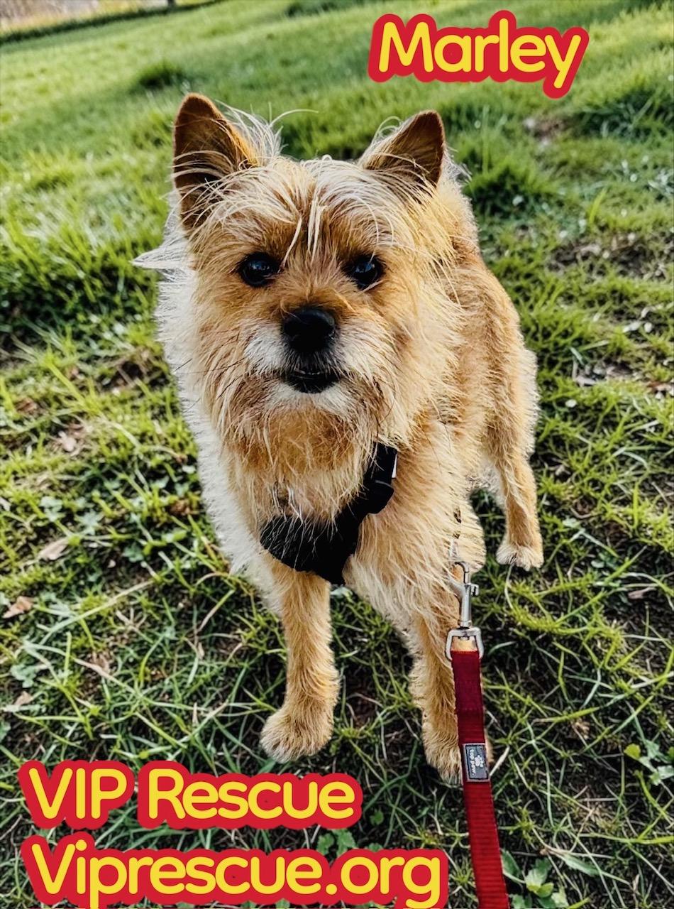 Enlarge Marley / Holiday, a ADOPTABLE mixed breed in Redington Beach, FL image 2/4