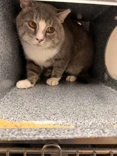 QUEST, Adoptable, Adult Male Domestic Short Hair.