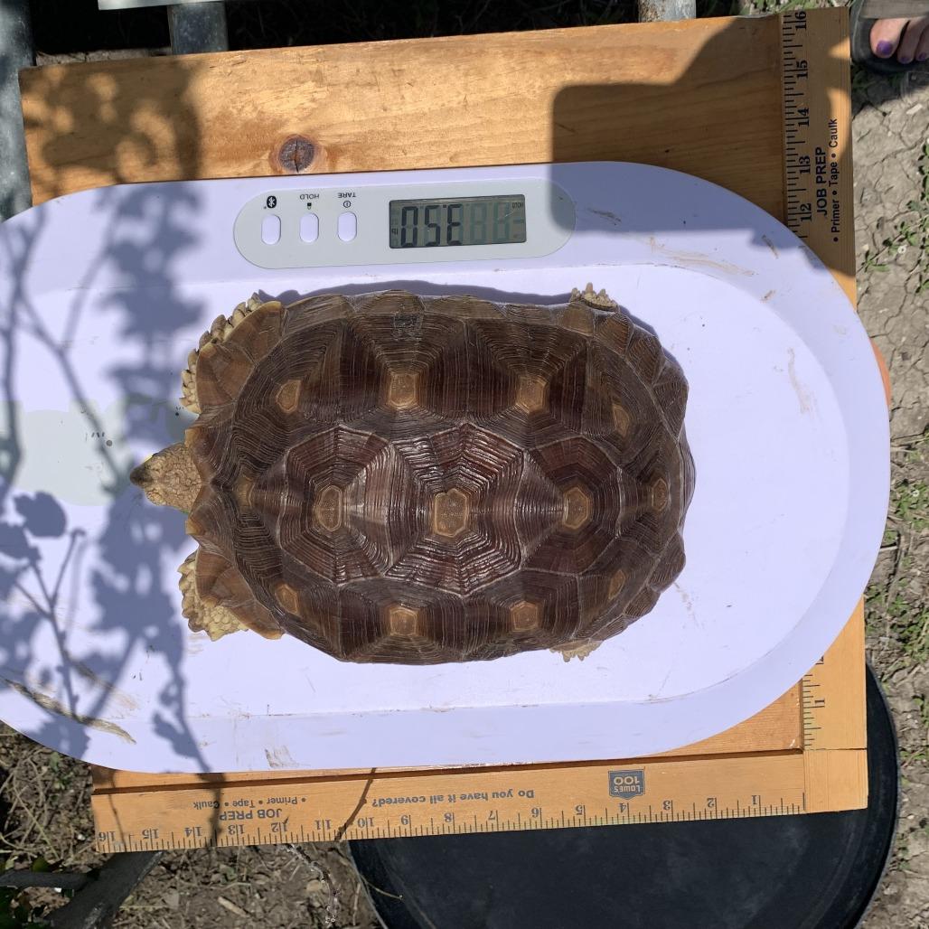 Enlarge Turu, a Adoptable Sulcata in San Marcos, TX image 1/3