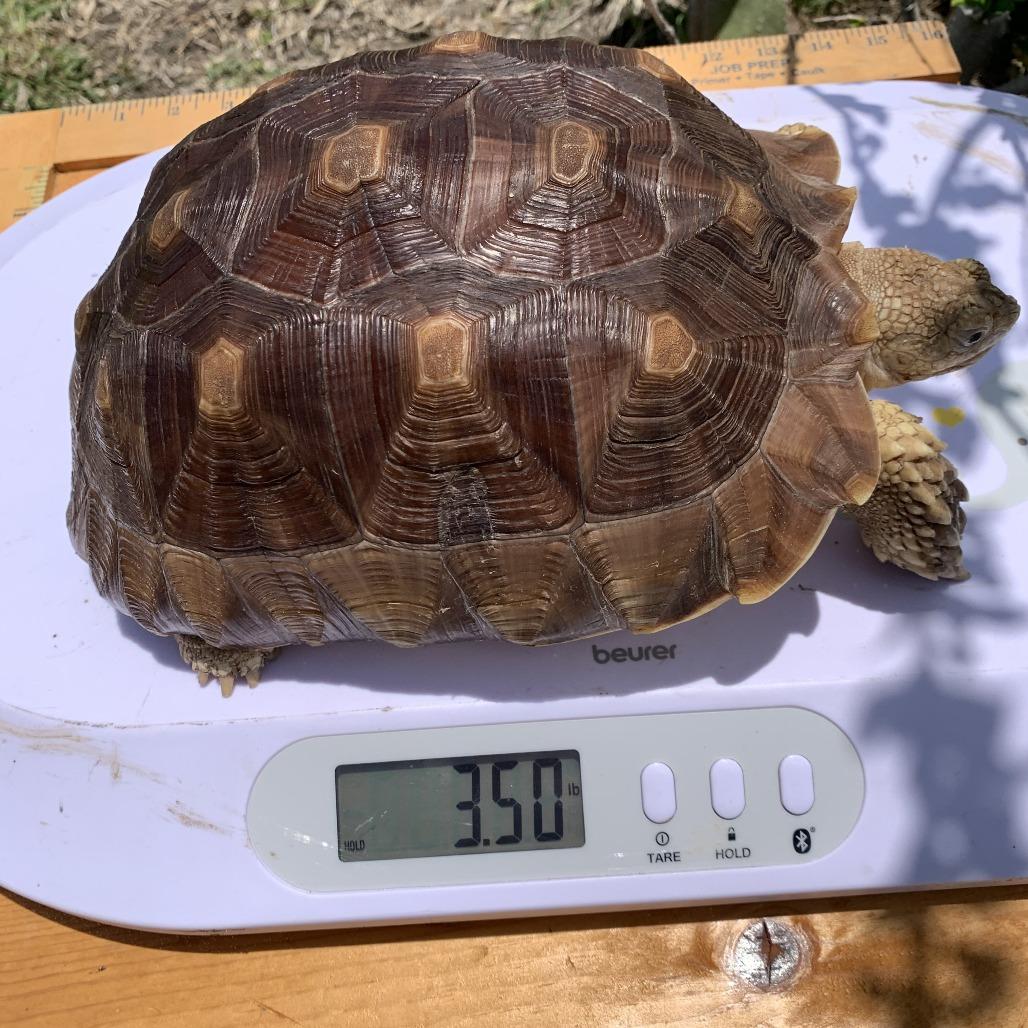 Enlarge Turu, a Adoptable Sulcata in San Marcos, TX image 2/3