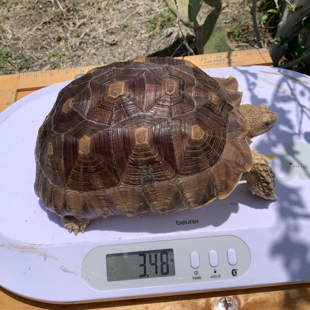 Enlarge Turu, a Adoptable Sulcata in San Marcos, TX image 3/3