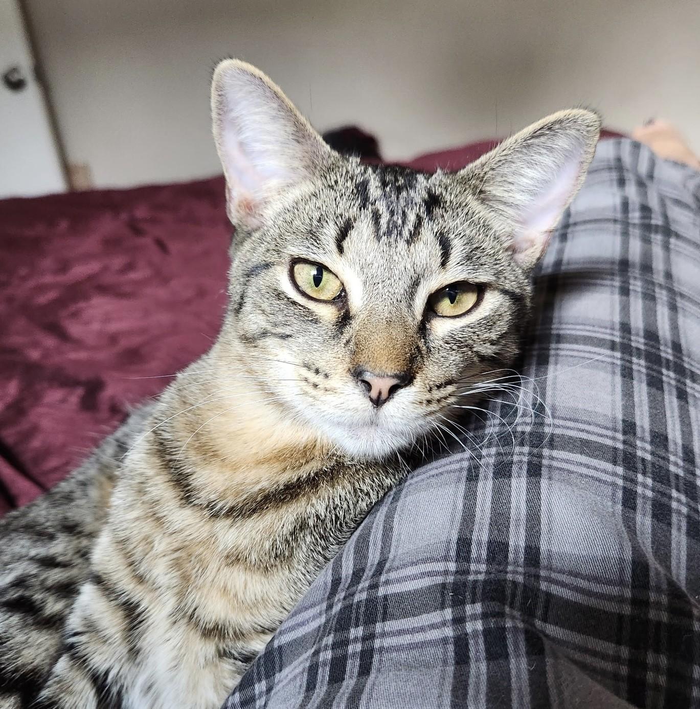 Carlos Ramon, a Adoptable Domestic Short Hair in Los Alamitos, CA image 2/6