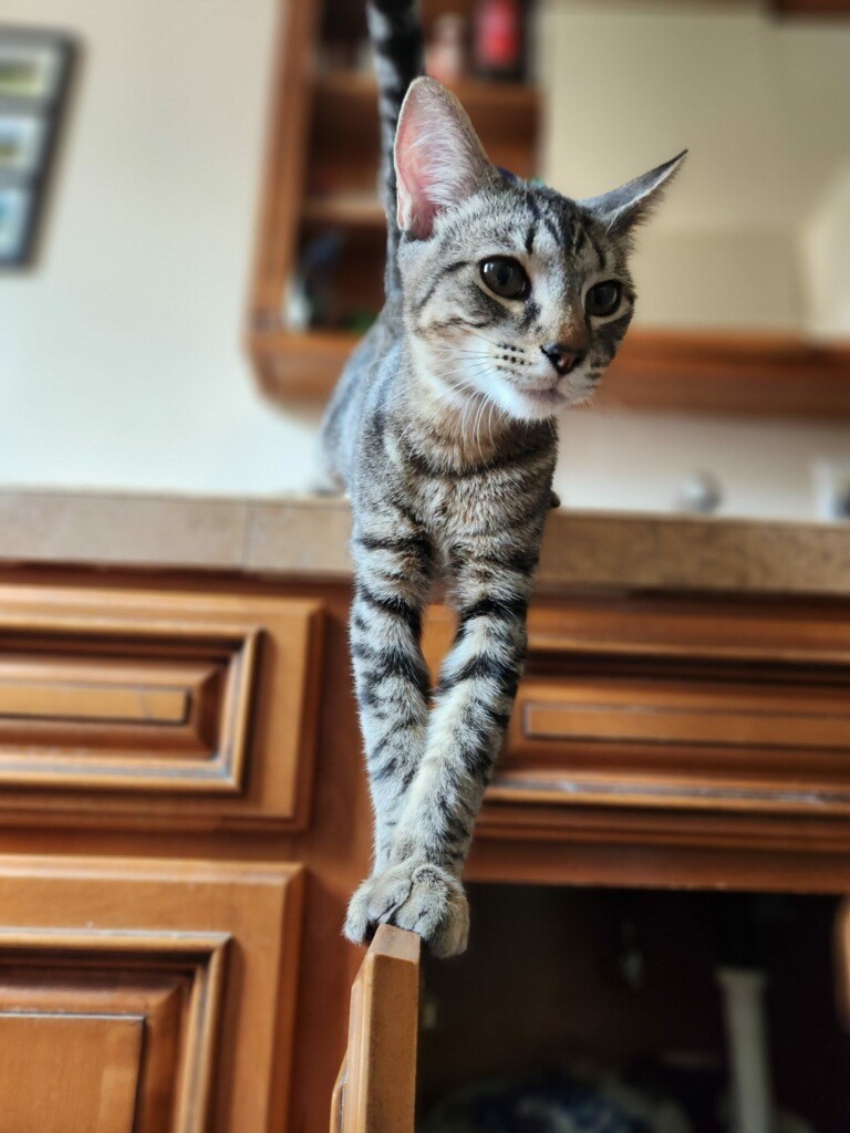 Carlos Ramon, a Adoptable Domestic Short Hair in Los Alamitos, CA image 6/6