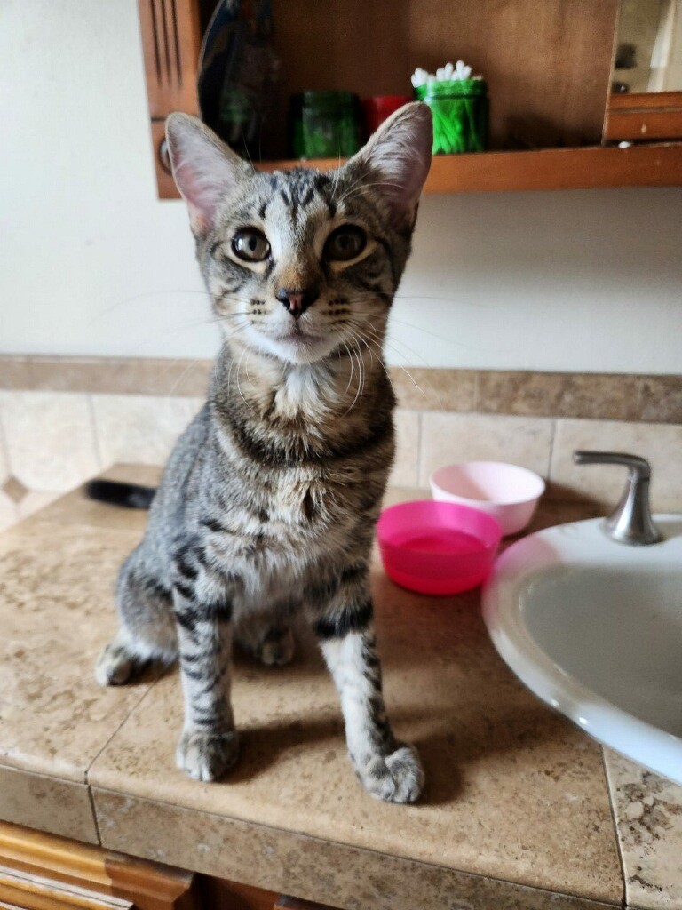 Carlos Ramon, a Adoptable Domestic Short Hair in Los Alamitos, CA image 3/6