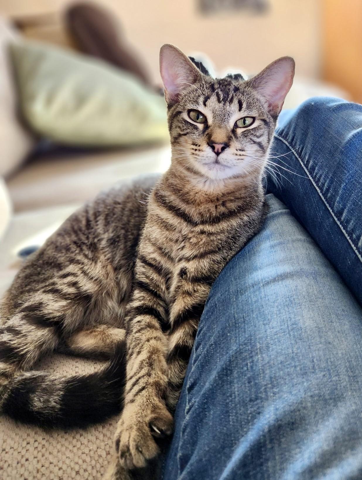 Carlos Ramon, a Adoptable Domestic Short Hair in Los Alamitos, CA image 1/6