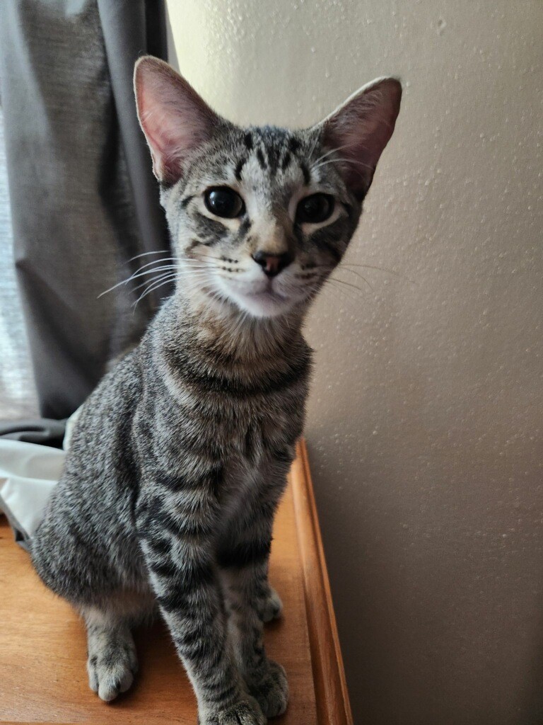 Carlos Ramon, a Adoptable Domestic Short Hair in Los Alamitos, CA image 5/6