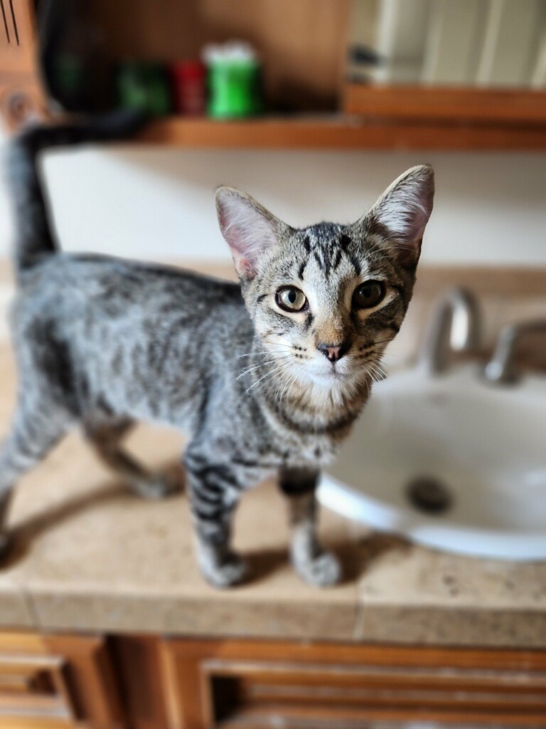 Carlos Ramon, a Adoptable Domestic Short Hair in Los Alamitos, CA image 4/6