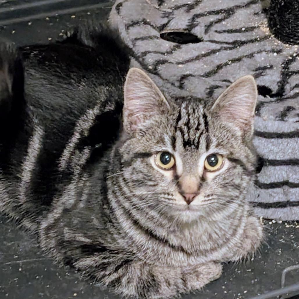 Fuzzy Hao Mao — thumbnail 3