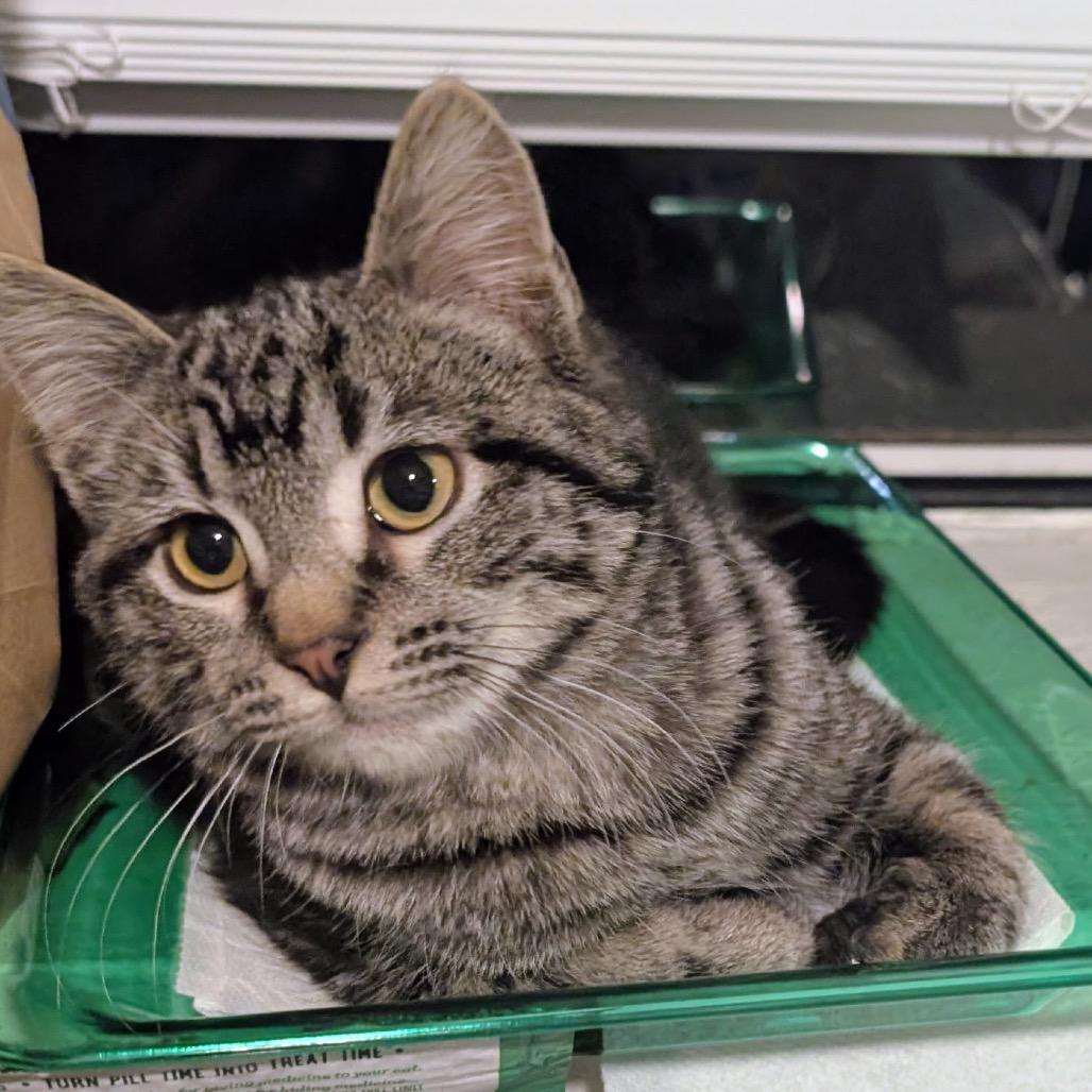 Fuzzy Hao Mao — thumbnail 5