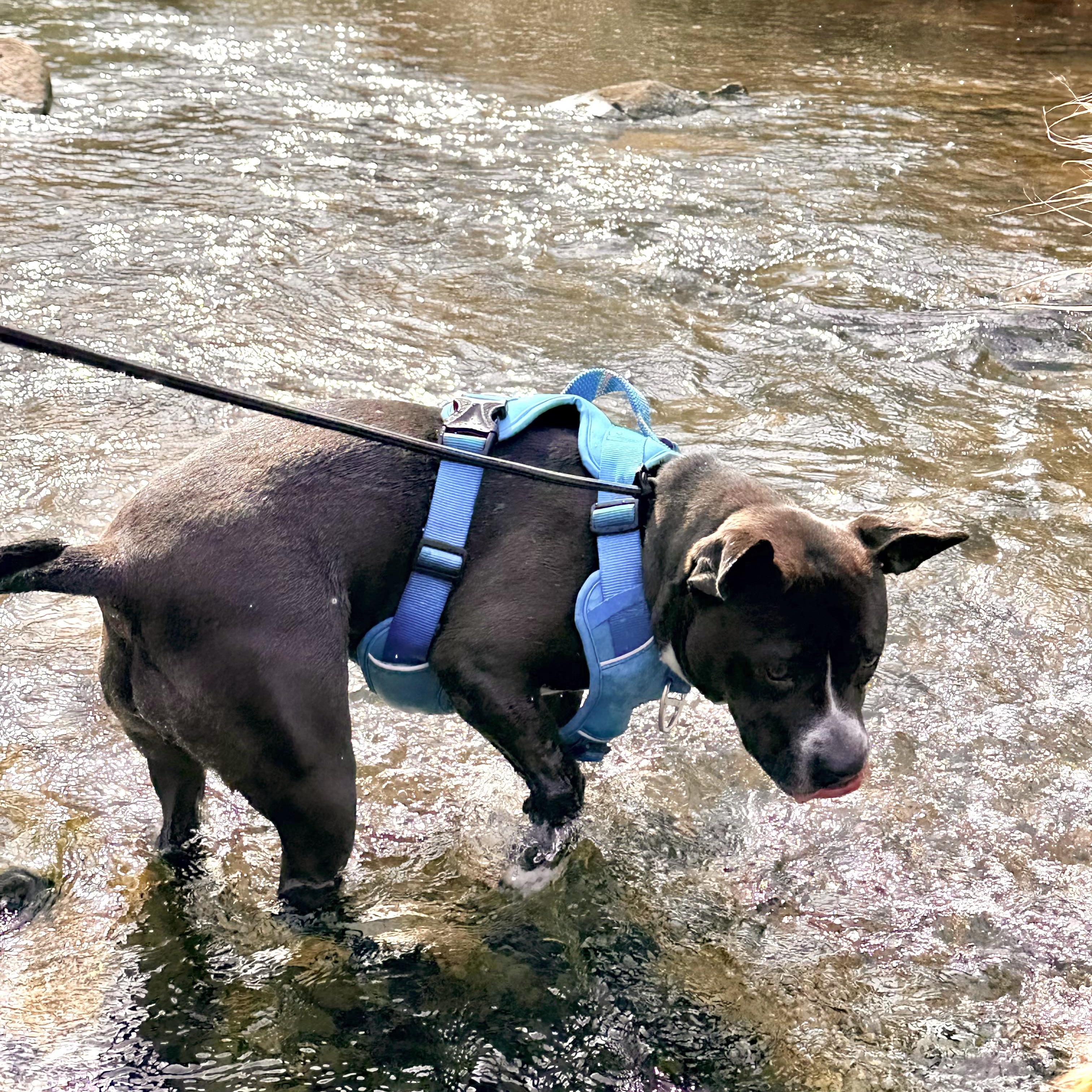 Enlarge Chicken Tender, an adoptable mixed breed in Stafford, VA image 2/6