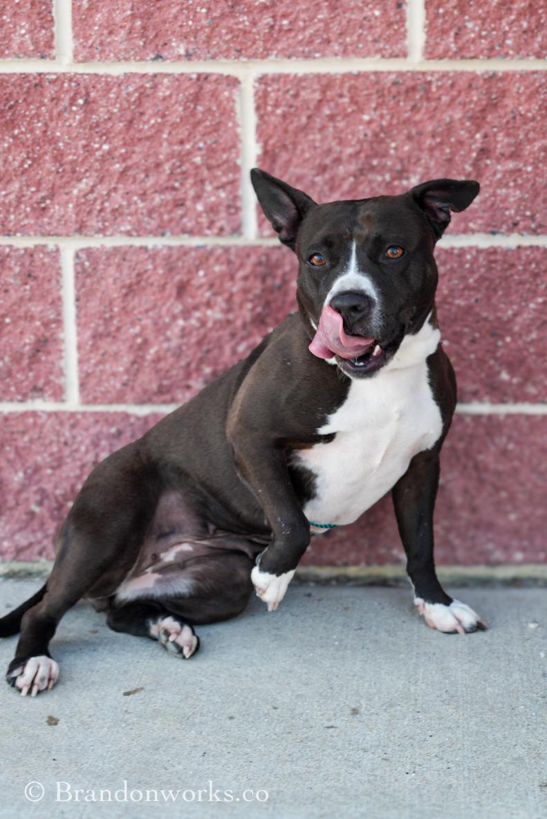 Enlarge Chicken Tender, an adoptable mixed breed in Stafford, VA image 5/5
