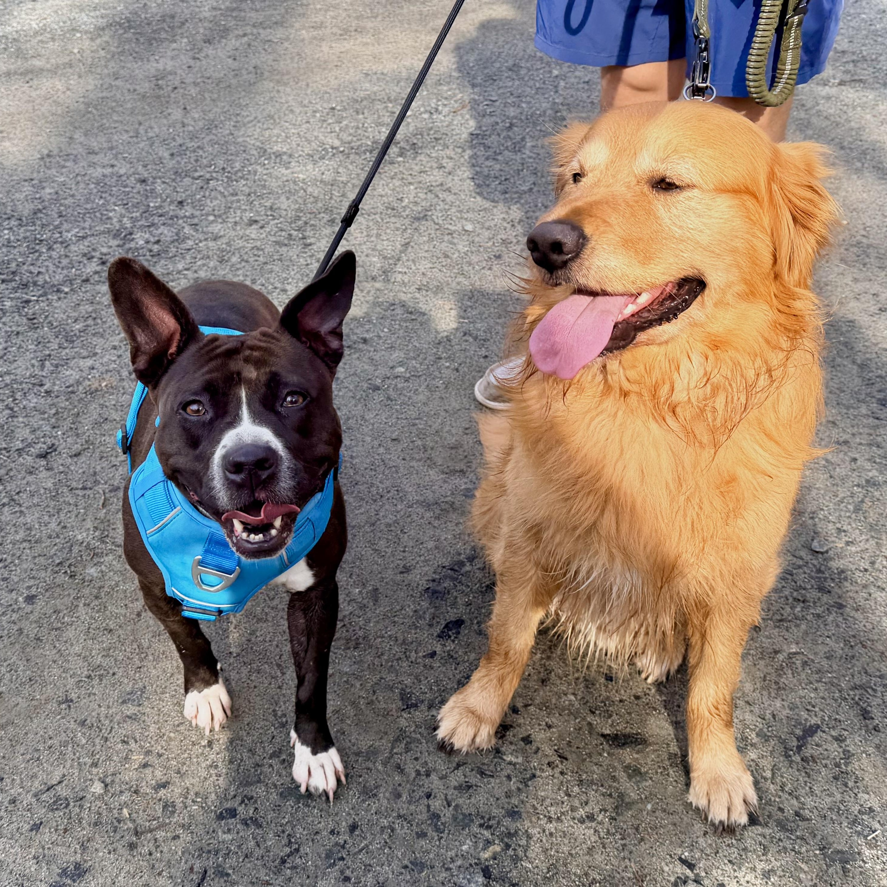 Enlarge Chicken Tender, an adoptable mixed breed in Stafford, VA image 6/6