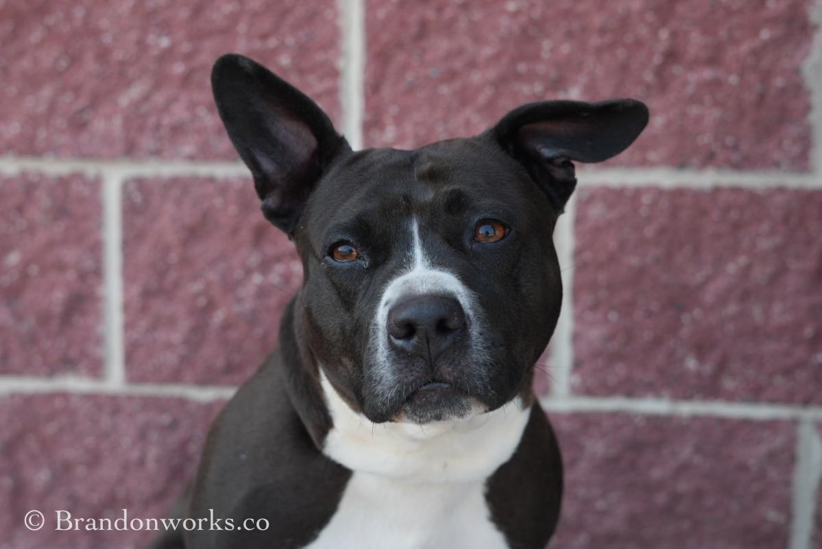 Enlarge Chicken Tender, an adoptable mixed breed in Stafford, VA image 1/5