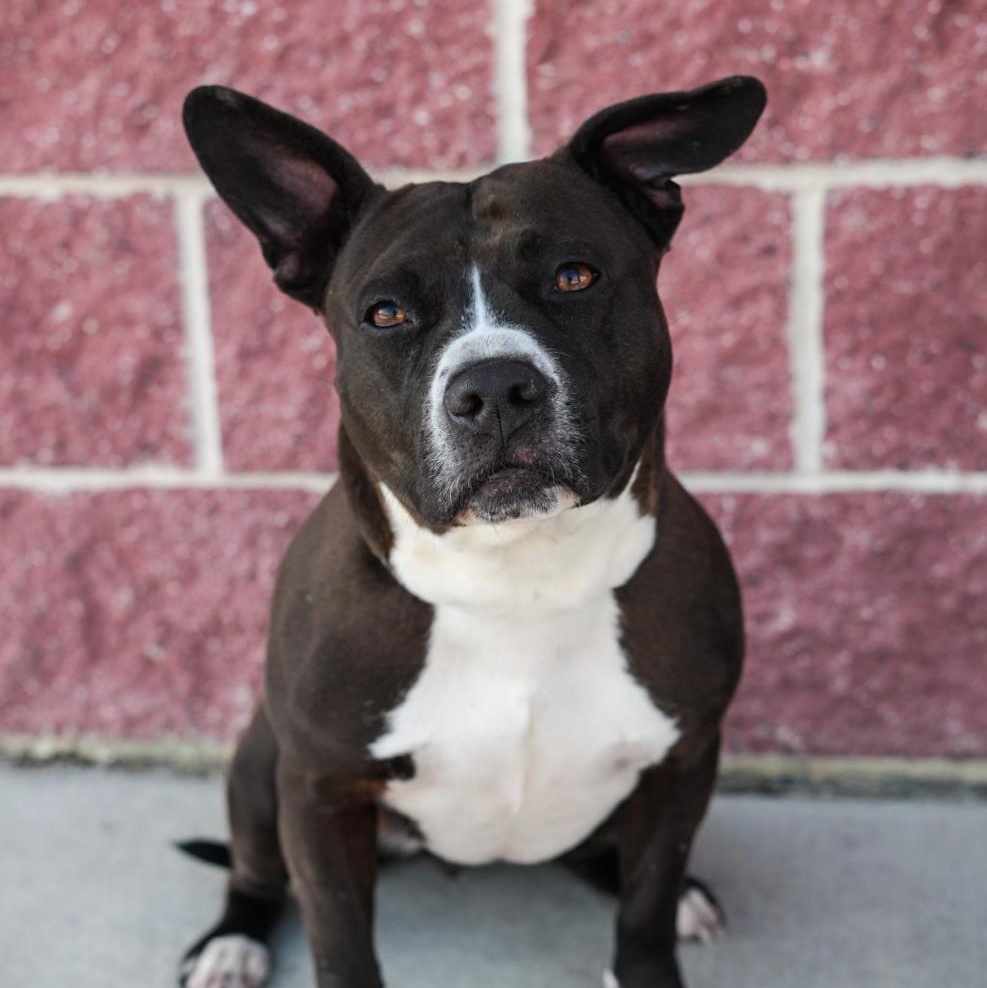 Chicken Tender, adoptable, Adult Female Mixed Breed & Pit Bull Terrier.