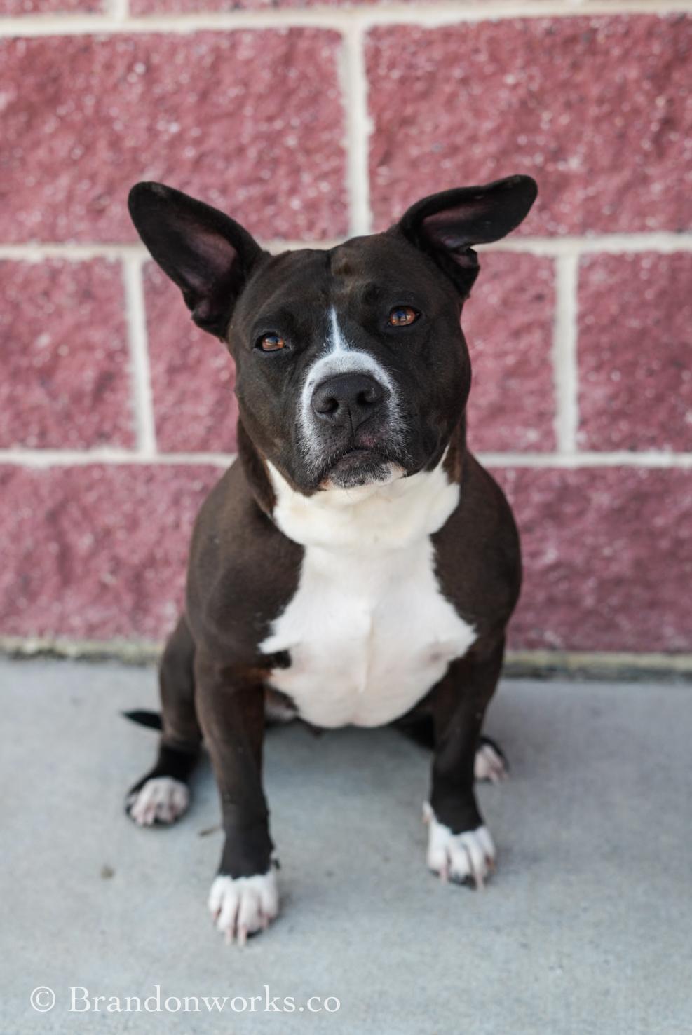 Enlarge Chicken Tender, an adoptable mixed breed in Stafford, VA image 3/5