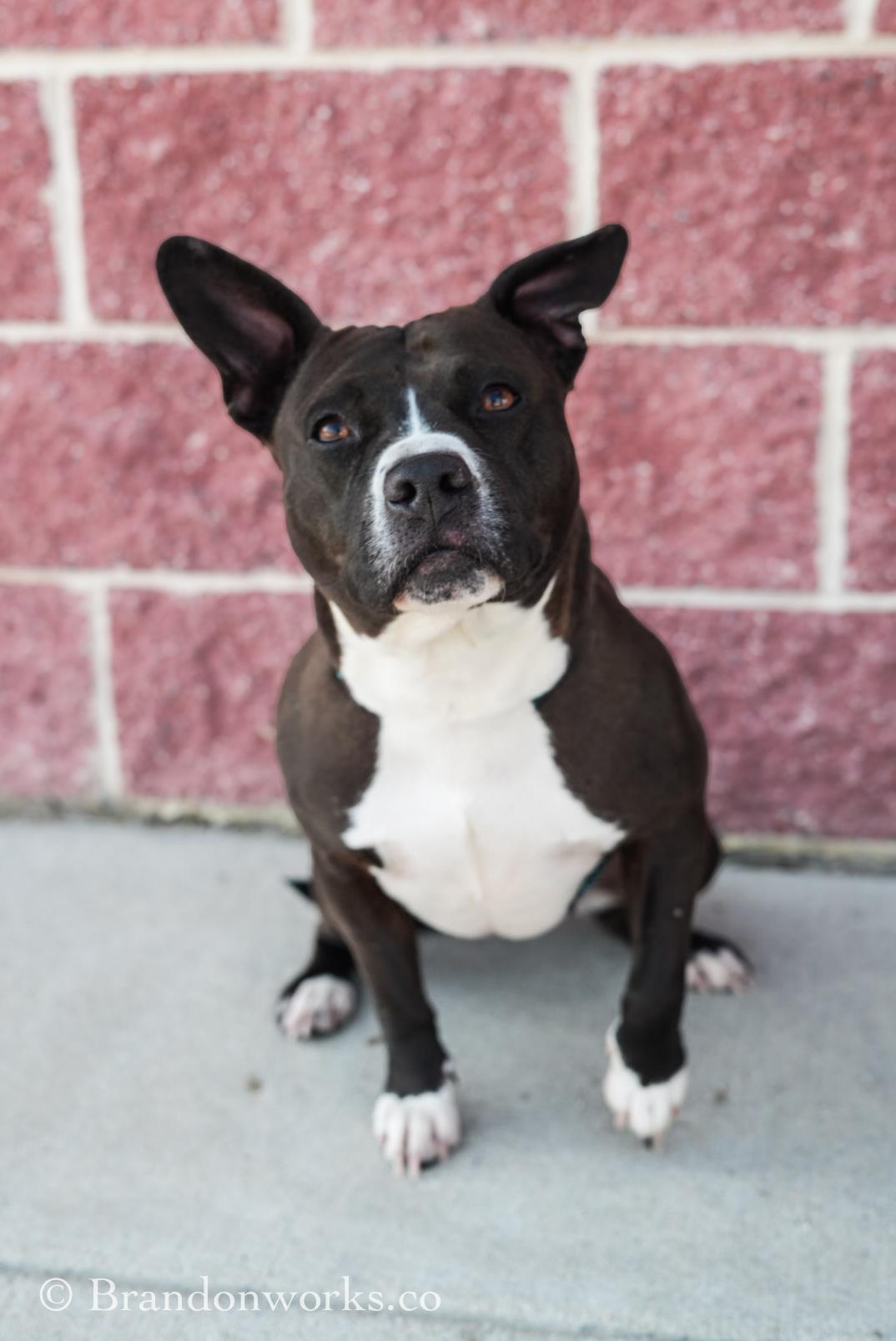 Enlarge Chicken Tender, an adoptable mixed breed in Stafford, VA image 4/5