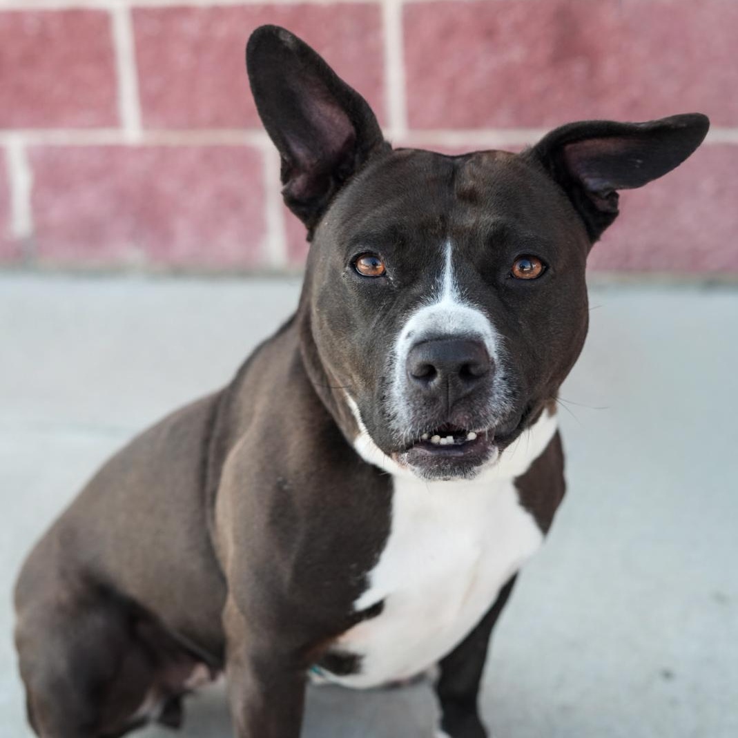 Enlarge Chicken Tender, an adoptable mixed breed in Stafford, VA image 3/6