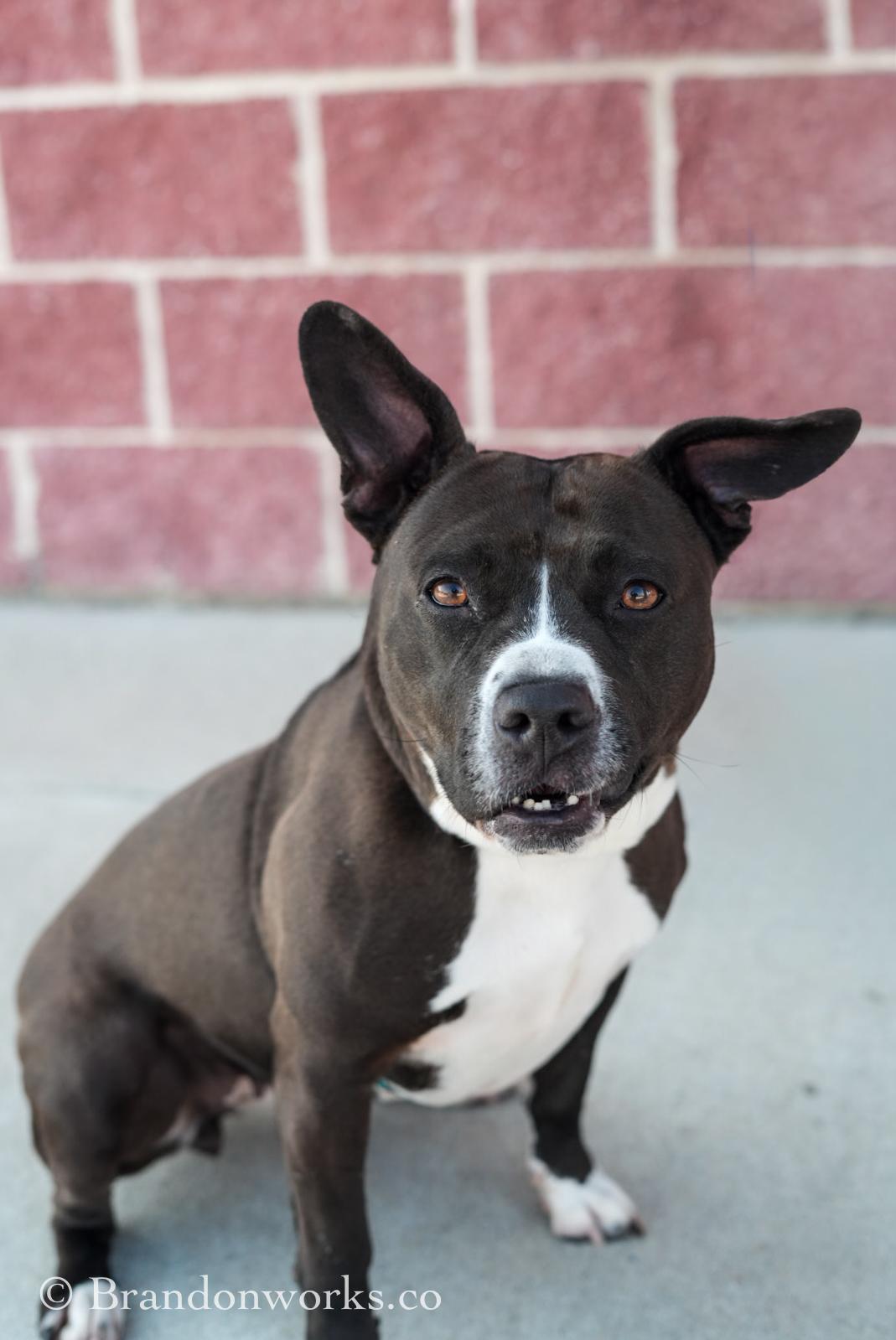 Enlarge Chicken Tender, an adoptable mixed breed in Stafford, VA image 2/5
