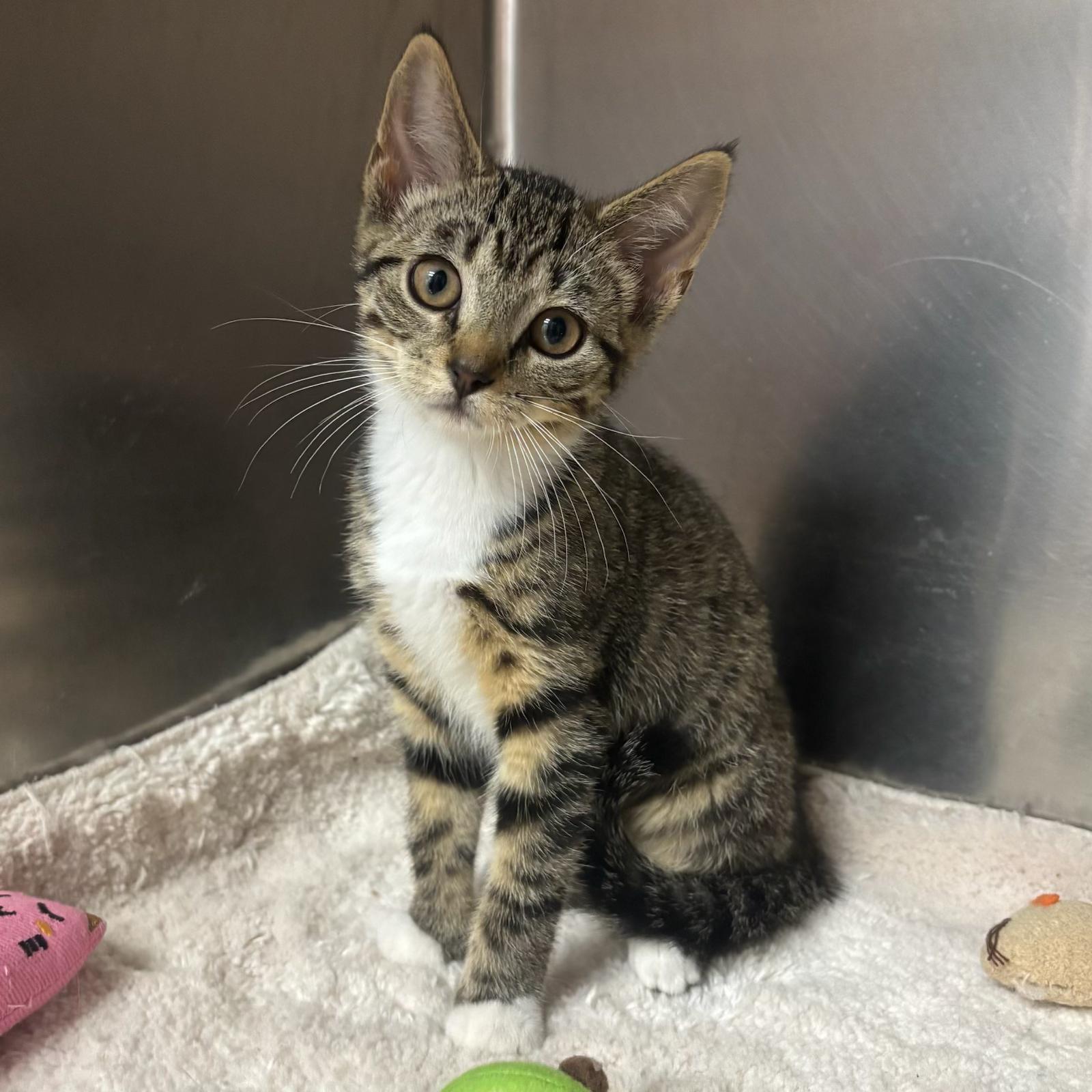 Gia, Young Female Tabby