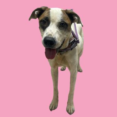 Marina, a Adoptable mixed breed in Tuscaloosa, AL image 1/6