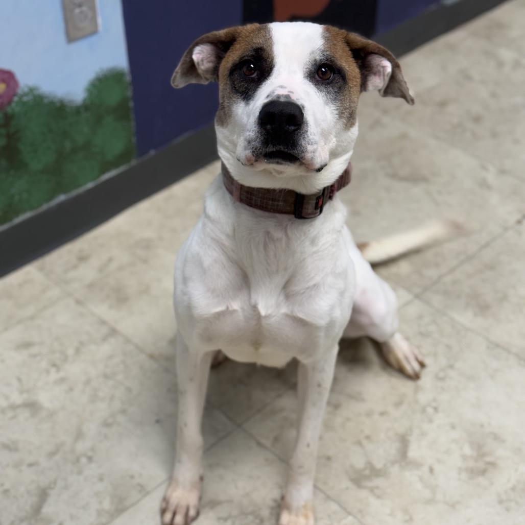 Marina, a Adoptable mixed breed in Tuscaloosa, AL image 2/6