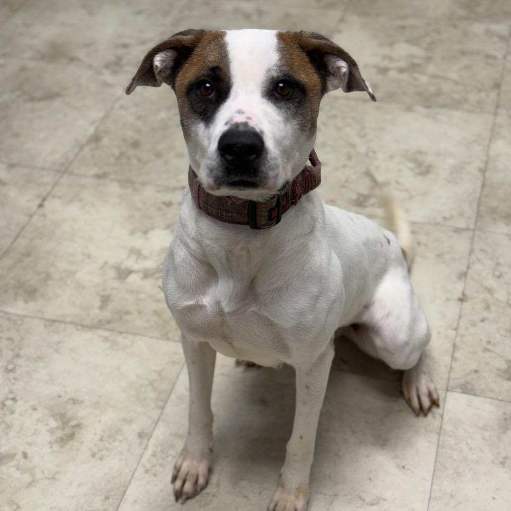 Marina, a Adoptable mixed breed in Tuscaloosa, AL image 3/6