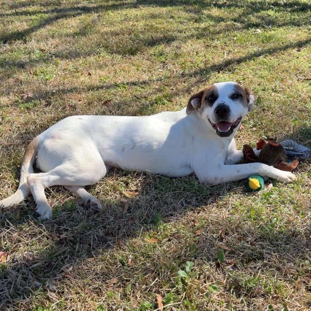 Marina, a Adoptable mixed breed in Tuscaloosa, AL image 4/6