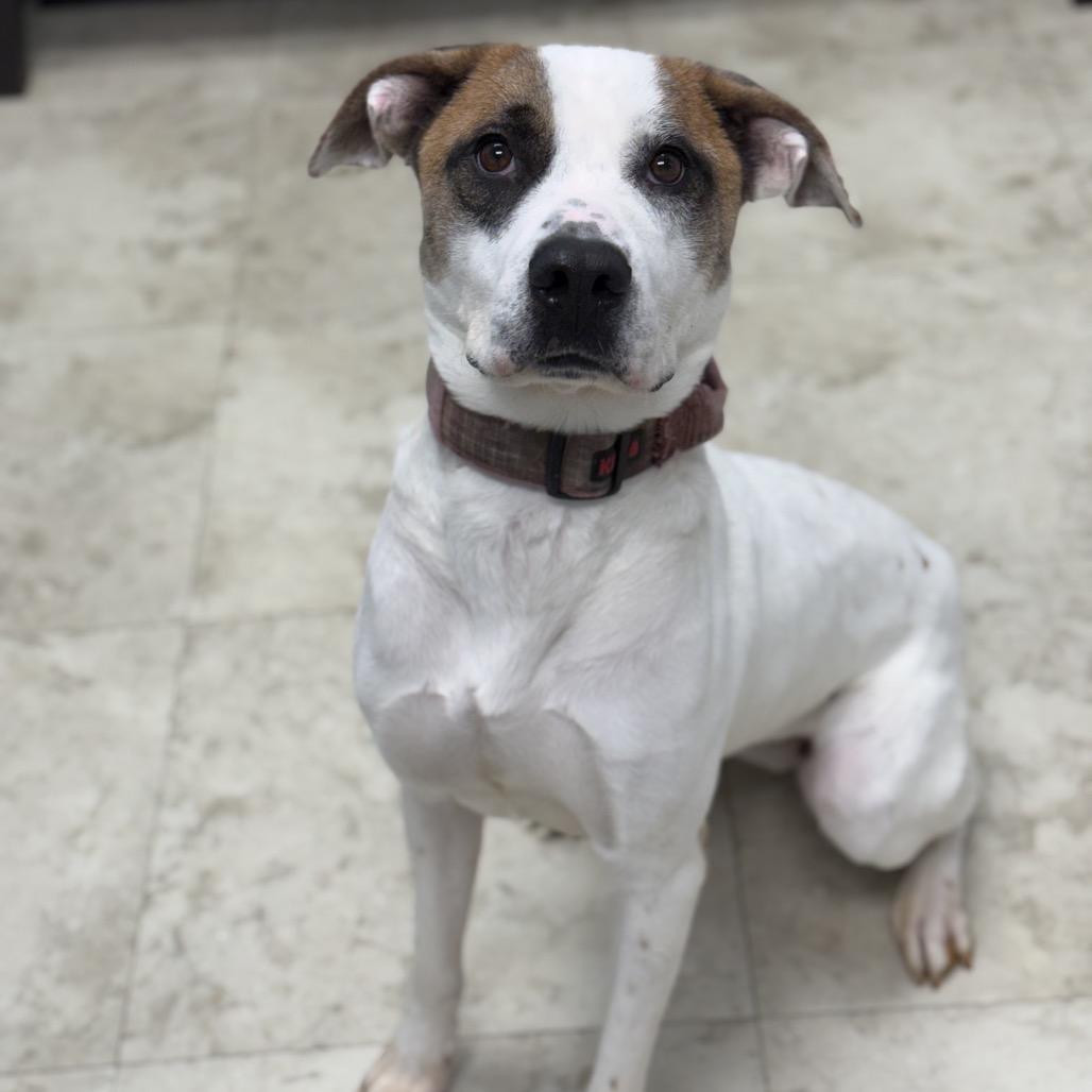 Marina, a Adoptable mixed breed in Tuscaloosa, AL image 5/6
