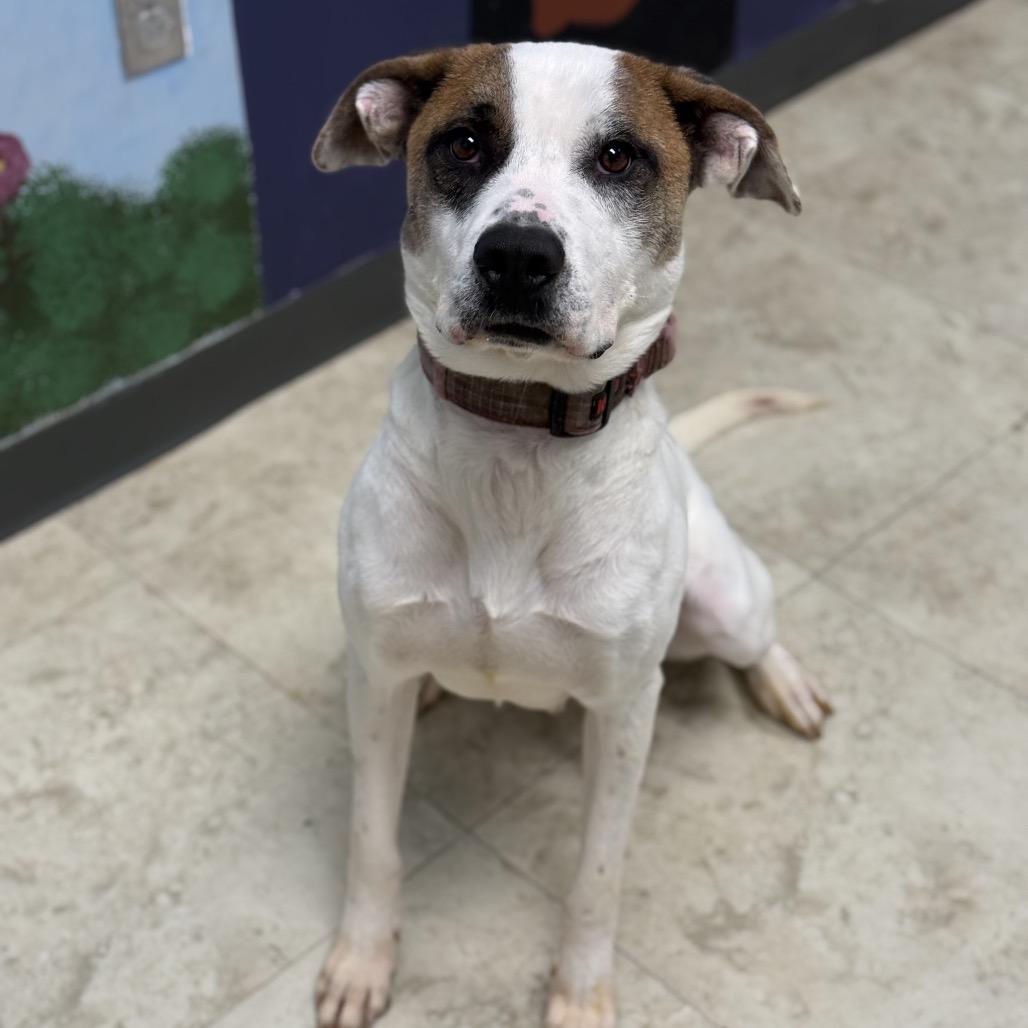 Marina, a Adoptable mixed breed in Tuscaloosa, AL image 6/6