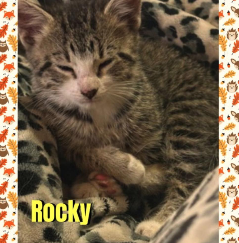 Enlarge Rocky, a Adoptable mixed breed in Red Lodge, MT image 2/2