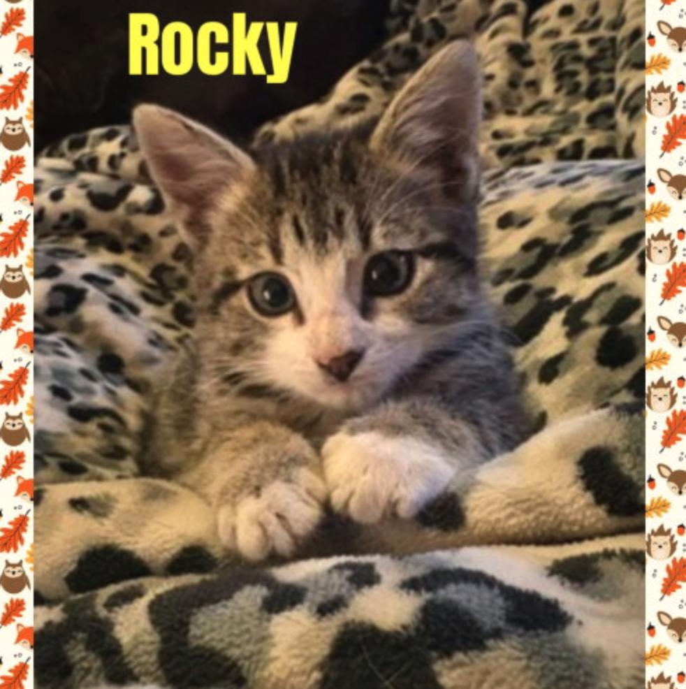 Rocky, Adoptable, Kitten Male Domestic Medium Hair.